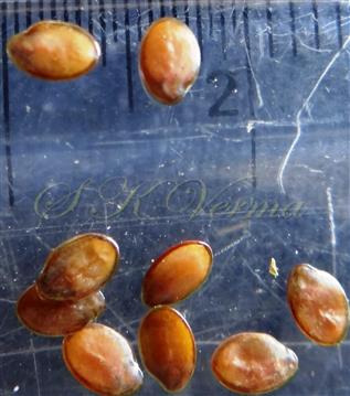  Seeds